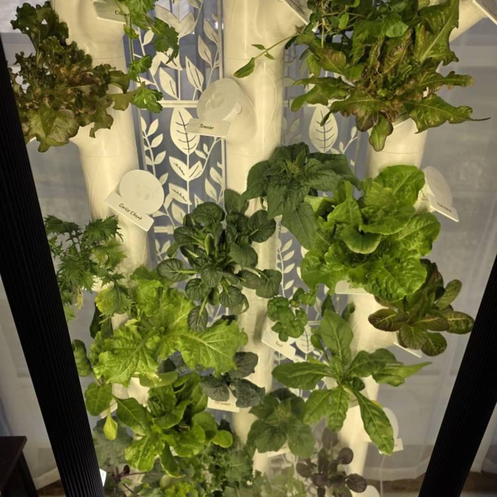 Trellis Kit Main Image